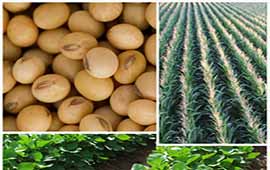 What is the harvest of soybeans harvested by EU farmers in 2020